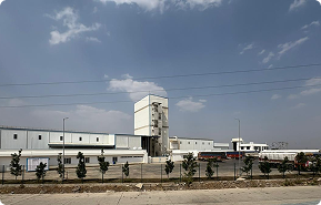 Kannod Plant